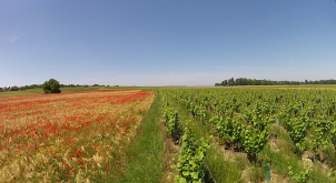 Les vignes