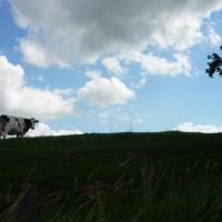 Sur la route de Willems