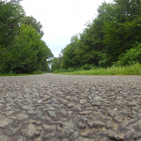 Scarabée en forêt de Crécy
