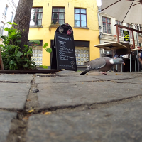 Pigeon de Brugge